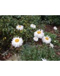 Leucanthemum superbum Crazy Daisy у період цвітіння